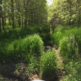 Garvey-Glenn Creek, where the edge-of-field site eventually drains into