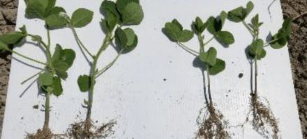 AgTiv Mycorrhizal Innoculant Trial on Potato and Cereal Crops