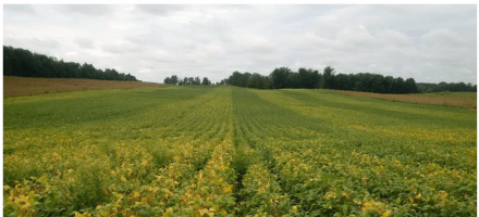 Cereal Rye Cover Crop Termination Timing Effect on Soybeans