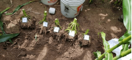 Soil Health as it Relates to Yield